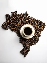 Brasil Fazenda Rainforest