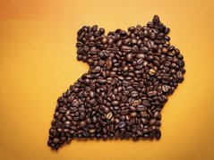 Uganda Robusta